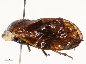  (Erugissa - CBG-A59508-E01)  @11 [ ] CreativeCommons - Attribution Share - Alike (2025) CBG Photography Group Centre for Biodiversity Genomics