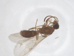  ( - CBG-B15268-D04)  @11 [ ] CreativeCommons - Attribution Share - Alike (2025) Centre for Biodiversity Genomics Centre for Biodiversity Genomics