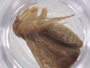  ( - CBG-B15272-G08)  @11 [ ] CreativeCommons - Attribution Share - Alike (2025) Centre for Biodiversity Genomics Centre for Biodiversity Genomics