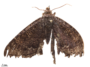  ( - CBG-B15687-B11)  @11 [ ] CreativeCommons - Attribution Share - Alike (2025) CBG Photography Group Centre for Biodiversity Genomics