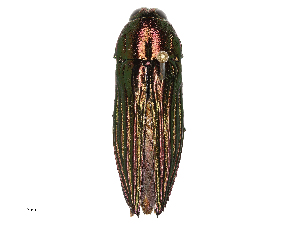  ( - CBG-B15687-C03)  @11 [ ] CreativeCommons - Attribution Share - Alike (2025) CBG Photography Group Centre for Biodiversity Genomics