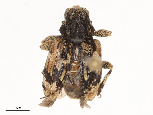  ( - CBG-B19971-E01)  @11 [ ] CreativeCommons - Attribution Share - Alike (2025) CBG Photography Group Centre for Biodiversity Genomics