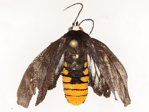  (Pachydota affinis - CBG-B19971-H07)  @11 [ ] CreativeCommons - Attribution Share - Alike (2025) CBG Photography Group Centre for Biodiversity Genomics