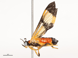  ( - CBG-B21852-F01)  @11 [ ] CreativeCommons - Attribution Share - Alike (2025) CBG Photography Group Centre for Biodiversity Genomics