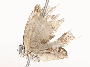  ( - CBG-B21852-F02)  @11 [ ] CreativeCommons - Attribution Share - Alike (2025) CBG Photography Group Centre for Biodiversity Genomics