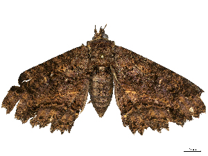  ( - CBG-B21852-F07)  @11 [ ] CreativeCommons - Attribution Share - Alike (2025) CBG Photography Group Centre for Biodiversity Genomics