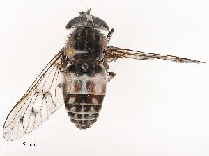  ( - CBG-B22922-E12)  @11 [ ] CreativeCommons - Attribution Share - Alike (2025) CBG Photography Group Centre for Biodiversity Genomics