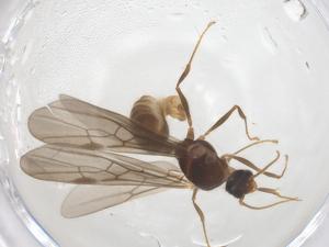  (Pheidole amazonica - CBG-B23147-G01)  @11 [ ] CreativeCommons - Attribution Share - Alike (2025) Centre for Biodiversity Genomics Centre for Biodiversity Genomics
