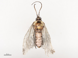  ( - CBG-B23818-A01)  @11 [ ] CreativeCommons - Attribution Share - Alike (2025) CBG Photography Group Centre for Biodiversity Genomics