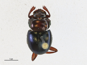  (Sylvicanthon bridarolli - CBG-A21742-D01)  @11 [ ] CreativeCommons - Attribution Share-Alike (2023) CBG Photography Group Centre for Biodiversity Genomics