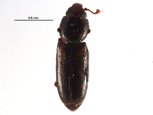  (Rhizophagus remotus - CCDB-24288-A03)  @11 [ ] CreativeCommons - Attribution (2015) CBG Photography Group Centre for Biodiversity Genomics