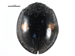  ( - CCDB-24288-D05)  @11 [ ] CreativeCommons - Attribution (2015) CBG Photography Group Centre for Biodiversity Genomics