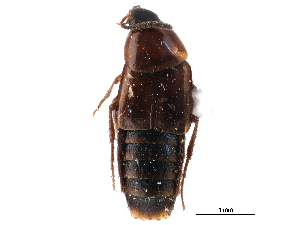  ( - CCDB-24289-A06)  @11 [ ] CreativeCommons - Attribution (2015) CBG Photography Group Centre for Biodiversity Genomics