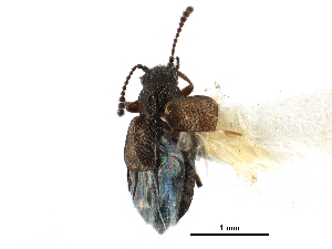  ( - CCDB-24289-B07)  @11 [ ] CreativeCommons - Attribution (2015) CBG Photography Group Centre for Biodiversity Genomics