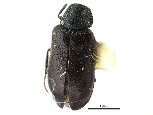  ( - CCDB-24289-D07)  @11 [ ] CreativeCommons - Attribution (2015) CBG Photography Group Centre for Biodiversity Genomics