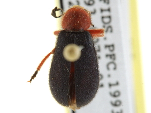  ( - CCDB-24289-D09)  @11 [ ] CreativeCommons - Attribution (2015) CBG Photography Group Centre for Biodiversity Genomics