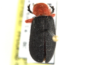 ( - CCDB-24289-D11)  @11 [ ] CreativeCommons - Attribution (2015) CBG Photography Group Centre for Biodiversity Genomics