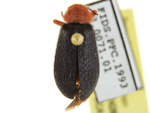  ( - CCDB-24289-D12)  @11 [ ] CreativeCommons - Attribution (2015) CBG Photography Group Centre for Biodiversity Genomics