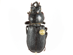  ( - CCDB-28928-D02)  @11 [ ] CreativeCommons - Attribution (2015) CBG Photography Group Centre for Biodiversity Genomics