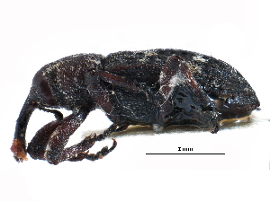  ( - CCDB-28928-E06)  @11 [ ] CreativeCommons - Attribution (2015) CBG Photography Group Centre for Biodiversity Genomics