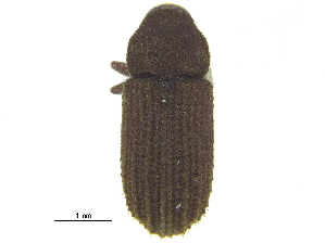  ( - CCDB-28929-A11)  @11 [ ] CreativeCommons - Attribution (2015) CBG Photography Group Centre for Biodiversity Genomics
