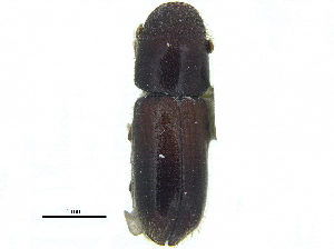  ( - CCDB-28929-D08)  @11 [ ] CreativeCommons - Attribution (2015) CBG Photography Group Centre for Biodiversity Genomics