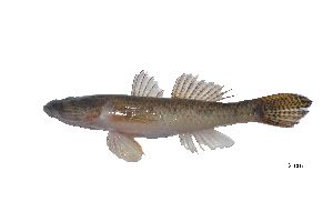  ( - PGA-LGsp32)  @11 [ ] copyright (2020) Jonas P. Quilang Institute of Biology, UP Diliman