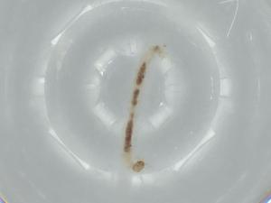  ( - BIOUG56210-B04)  @11 [ ] CreativeCommons - Attribution (2020) Centre for Biodiversity Genomics Centre for Biodiversity Genomics