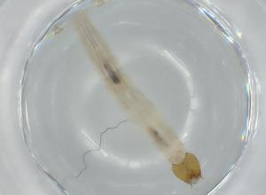  ( - BIOUG56210-D06)  @11 [ ] CreativeCommons - Attribution (2020) Centre for Biodiversity Genomics Centre for Biodiversity Genomics