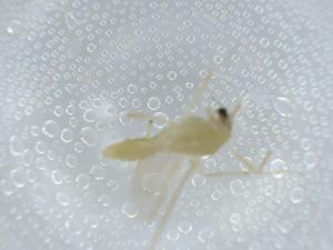  ( - BIOUG56218-D12)  @11 [ ] CreativeCommons - Attribution (2020) Centre for Biodiversity Genomics Centre for Biodiversity Genomics