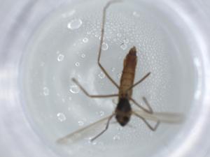  ( - BIOUG56218-H07)  @11 [ ] CreativeCommons - Attribution (2020) Centre for Biodiversity Genomics Centre for Biodiversity Genomics