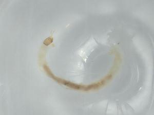  ( - BIOUG56501-H08)  @11 [ ] CreativeCommons - Attribution (2020) Centre for Biodiversity Genomics Centre for Biodiversity Genomics