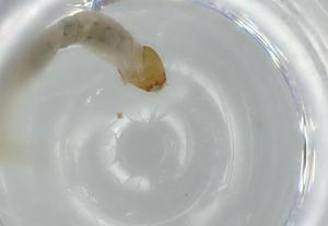  ( - BIOUG56510-H07)  @11 [ ] CreativeCommons - Attribution (2020) Centre for Biodiversity Genomics Centre for Biodiversity Genomics