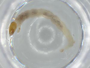  ( - BIOUG56511-B09)  @11 [ ] CreativeCommons - Attribution (2020) Centre for Biodiversity Genomics Centre for Biodiversity Genomics