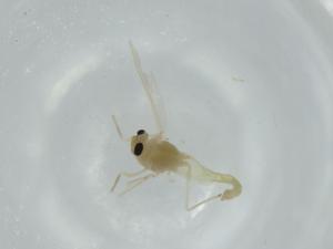  ( - BIOUG57301-D04)  @11 [ ] CreativeCommons - Attribution (2020) Centre for Biodiversity Genomics Centre for Biodiversity Genomics