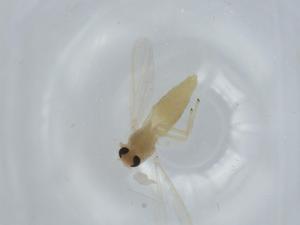  ( - BIOUG57303-F09)  @11 [ ] CreativeCommons - Attribution (2020) Centre for Biodiversity Genomics Centre for Biodiversity Genomics