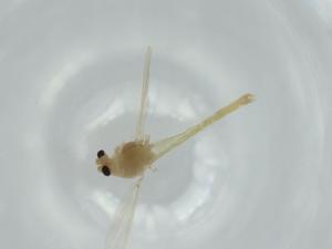  ( - BIOUG57313-E05)  @11 [ ] CreativeCommons - Attribution (2020) Centre for Biodiversity Genomics Centre for Biodiversity Genomics