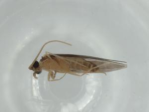  ( - BIOUG60001-A11)  @11 [ ] CreativeCommons - Attribution (2020) Centre for Biodiversity Genomics Centre for Biodiversity Genomics