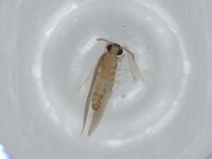  ( - BIOUG60007-C07)  @11 [ ] CreativeCommons - Attribution (2020) Centre for Biodiversity Genomics Centre for Biodiversity Genomics