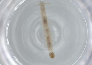  ( - BIOUG60013-A04)  @11 [ ] CreativeCommons - Attribution (2020) Centre for Biodiversity Genomics Centre for Biodiversity Genomics