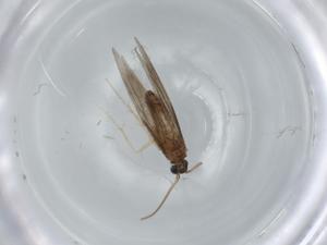  ( - BIOUG60312-H05)  @11 [ ] CreativeCommons - Attribution (2020) Centre for Biodiversity Genomics Centre for Biodiversity Genomics