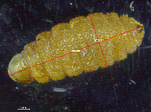  (Cordylobia rodhaini - UG-01)  @11 [ ] Copyright (2023) Beata Biernat Medical University of Gdansk