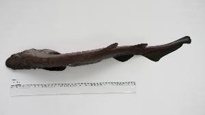  (Apristurus laurussonii - APL-HM-1)  @11 [ ] Unspecified (default): All Rights Reserved (2029) Institut National de Recherche Halieutique, Maroc Institut National de Recherche Halieutique, Maroc