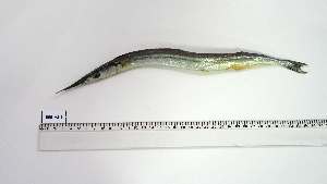  ( - BEB-AS-1)  @11 [ ] Unspecified (default): All Rights Reserved (2032) Institut National de Recherche Halieutique, Maroc Institut National de Recherche Halieutique, Maroc