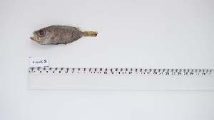  ( - BES-AS-2)  @11 [ ] Unspecified (default): All Rights Reserved (2033) Institut National de Recherche Halieutique, Maroc Institut National de Recherche Halieutique, Maroc