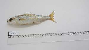  ( - BPB-AC-1)  @11 [ ] Unspecified (default): All Rights Reserved (2024) Institut National de Recherche Halieutique, Maroc Institut National de Recherche Halieutique, Maroc