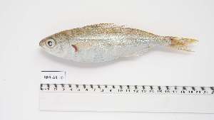  ( - BPB-AS-10)  @11 [ ] Unspecified (default): All Rights Reserved (2024) Institut National de Recherche Halieutique, Maroc Institut National de Recherche Halieutique, Maroc