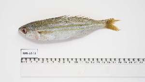  ( - BPB-AS-11)  @11 [ ] Unspecified (default): All Rights Reserved (2024) Institut National de Recherche Halieutique, Maroc Institut National de Recherche Halieutique, Maroc