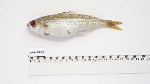  ( - BPB-AS-13)  @11 [ ] Unspecified (default): All Rights Reserved (2024) Institut National de Recherche Halieutique, Maroc Institut National de Recherche Halieutique, Maroc