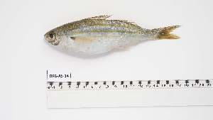  ( - BPB-AS-14)  @11 [ ] Unspecified (default): All Rights Reserved (2024) Institut National de Recherche Halieutique, Maroc Institut National de Recherche Halieutique, Maroc